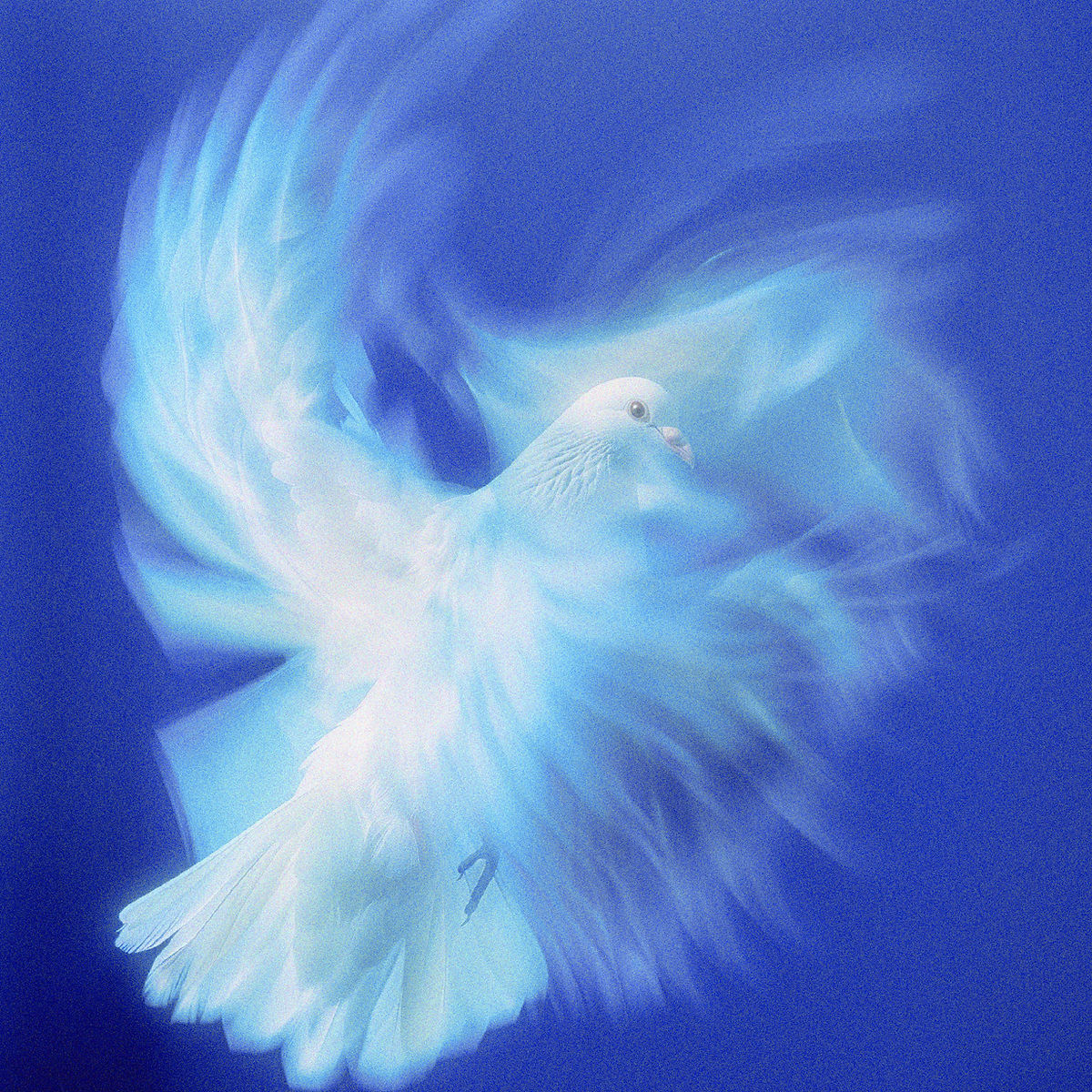 une colombe